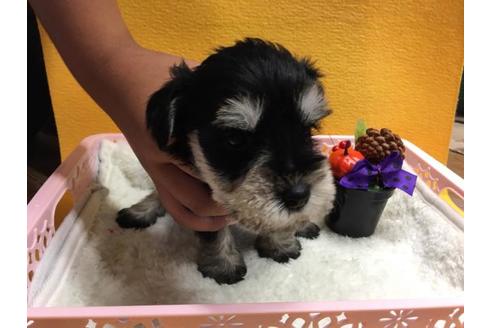 成約済の静岡県のミニチュアシュナウザー-56294の1枚目