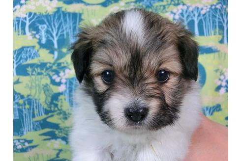 成約済の千葉県のパピヨン-56293の4枚目