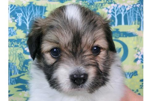 成約済の千葉県のパピヨン-56293の3枚目