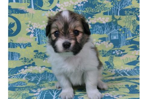 成約済の千葉県のパピヨン-56293の2枚目