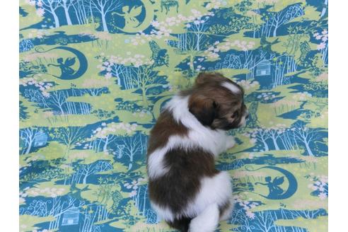 成約済の千葉県のパピヨン-56293の1枚目