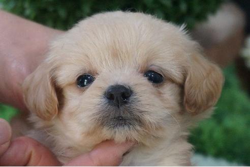 成約済の京都府のチワプー:チワワ×トイプードル-56300の1枚目