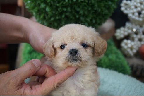 成約済の京都府のチワプー:チワワ×トイプードル-56300の3枚目