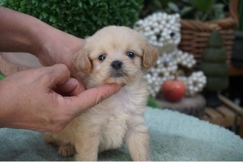 成約済の京都府のチワプー:チワワ×トイプードル-56300の2枚目