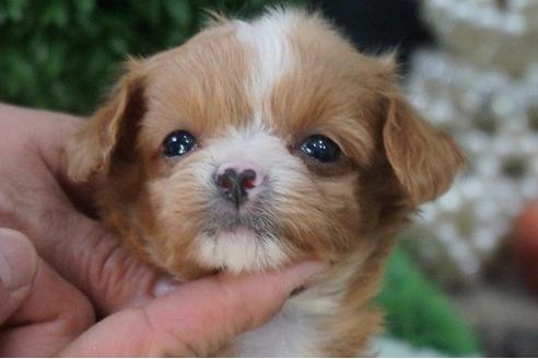 成約済の京都府のチワプー:チワワ×トイプードル-56305