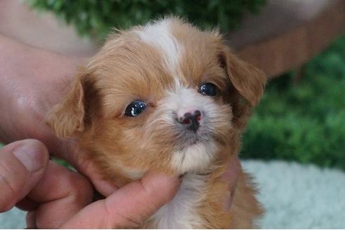 成約済の京都府のチワプー:チワワ×トイプードル-56305の3枚目