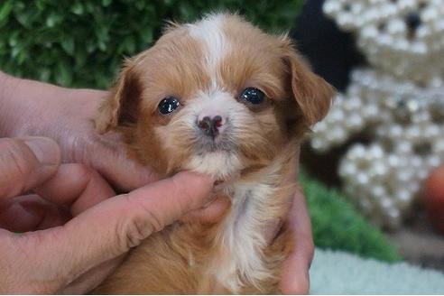 成約済の京都府のチワプー:チワワ×トイプードル-56305の2枚目