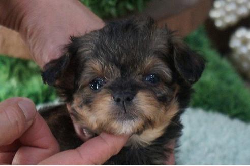 成約済の京都府のチワプー:チワワ×トイプードル-56312