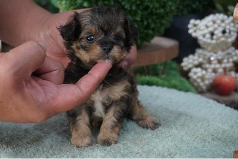 成約済の京都府のチワプー:チワワ×トイプードル-56312の2枚目