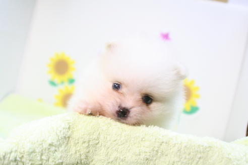 成約済の京都府のポメラニアン-56317の1枚目