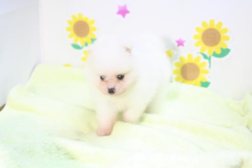 成約済の京都府のポメラニアン-56317の3枚目