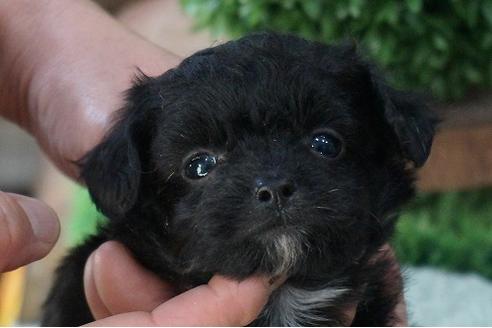 成約済の京都府のチワプー:チワワ×トイプードル-56318の1枚目