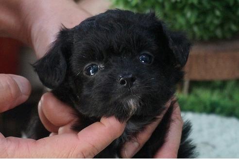 成約済の京都府のチワプー:チワワ×トイプードル-56318の5枚目