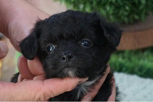 成約済の京都府のチワプー:チワワ×トイプードル-56318の4枚目