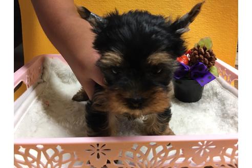 成約済の静岡県のヨークシャーテリア-55515の2枚目