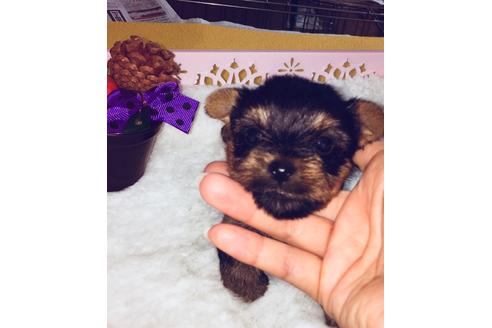 成約済の静岡県のヨークシャーテリア-55515の1枚目