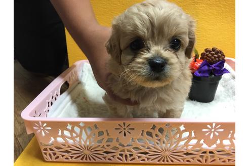 成約済の静岡県のミックス犬-55510の1枚目