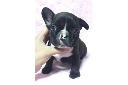 成約済の香川県のフレンチブルドッグ-56288の1枚目
