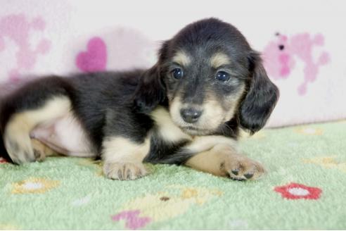 成約済の兵庫県のカニンヘンダックスフンド(ロングヘアード)-56362の4枚目