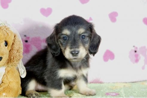 成約済の兵庫県のカニンヘンダックスフンド(ロングヘアード)-56362の3枚目