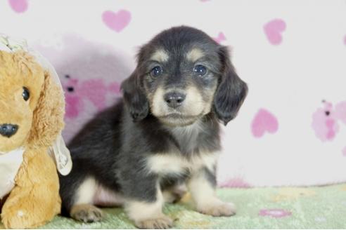 成約済の兵庫県のカニンヘンダックスフンド(ロングヘアード)-56362の2枚目