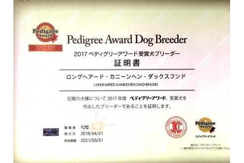 成約済の兵庫県のカニンヘンダックスフンド(ロングヘアード)-56362の1枚目