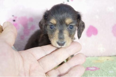 成約済の兵庫県のカニンヘンダックスフンド(ロングヘアード)-56364の4枚目