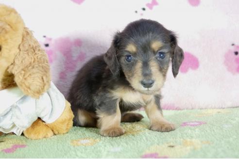 成約済の兵庫県のカニンヘンダックスフンド(ロングヘアード)-56364の3枚目