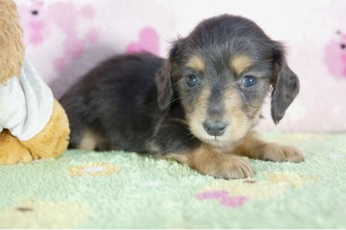 成約済の兵庫県のカニンヘンダックスフンド(ロングヘアード)-56364の2枚目