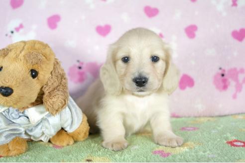 成約済の兵庫県のカニンヘンダックスフンド(ロングヘアード)-56365の4枚目