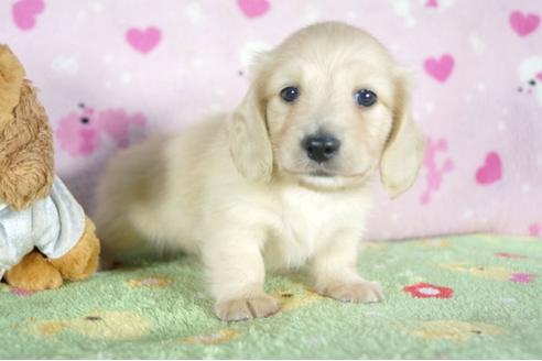 成約済の兵庫県のカニンヘンダックスフンド(ロングヘアード)-56365の3枚目