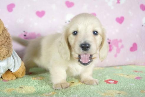 成約済の兵庫県のカニンヘンダックスフンド(ロングヘアード)-56365の2枚目