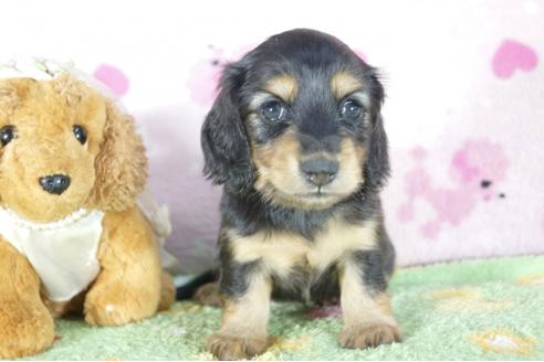 成約済の兵庫県のミニチュアダックスフンド(ロングヘアード)-56369の3枚目