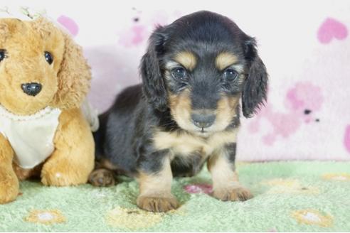 成約済の兵庫県のミニチュアダックスフンド(ロングヘアード)-56369の2枚目