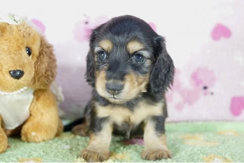 成約済の兵庫県のミニチュアダックスフンド(ロングヘアード)-56369の1枚目