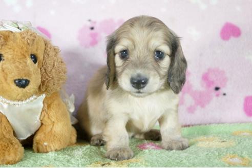 成約済の兵庫県のミニチュアダックスフンド(ロングヘアード)-56370の4枚目