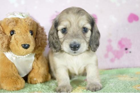 成約済の兵庫県のミニチュアダックスフンド(ロングヘアード)-56370の3枚目