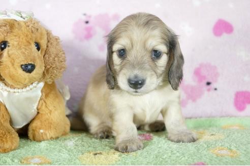 成約済の兵庫県のミニチュアダックスフンド(ロングヘアード)-56370の2枚目