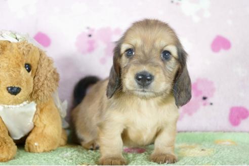 成約済の兵庫県のミニチュアダックスフンド(ロングヘアード)-56371の4枚目