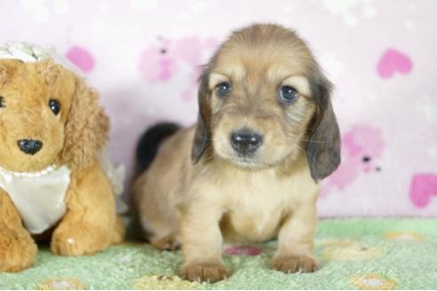 成約済の兵庫県のミニチュアダックスフンド(ロングヘアード)-56371の3枚目