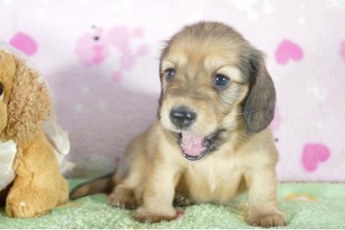 成約済の兵庫県のミニチュアダックスフンド(ロングヘアード)-56371の2枚目