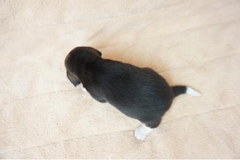 成約済の奈良県のビーグル-56380の1枚目
