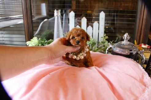 成約済の埼玉県のトイプードル-56394の5枚目