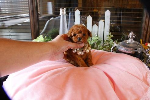 成約済の埼玉県のトイプードル-56394の4枚目