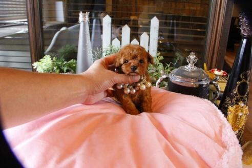 成約済の埼玉県のトイプードル-56394の2枚目