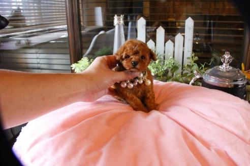 成約済の埼玉県のトイプードル-56394の1枚目