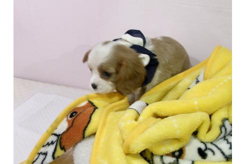 成約済の埼玉県のキャバリアキングチャールズスパニエル-55456の2枚目
