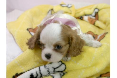 成約済の埼玉県のキャバリアキングチャールズスパニエル-55770の3枚目