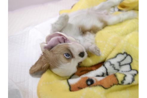 成約済の埼玉県のキャバリアキングチャールズスパニエル-55770の2枚目