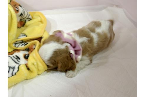 成約済の埼玉県のキャバリアキングチャールズスパニエル-55770の1枚目
